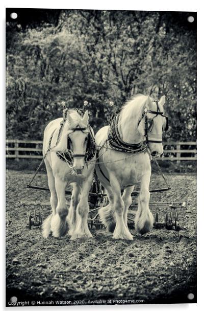 Plough Horses 1 Acrylic by Hannah Watson