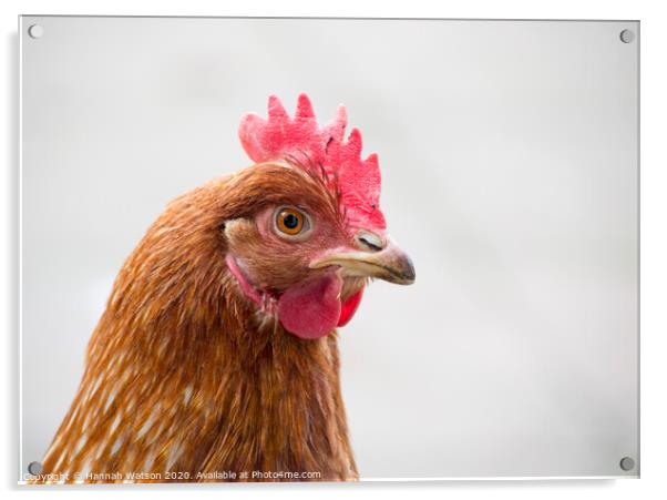 Chicken Portrait Acrylic by Hannah Watson