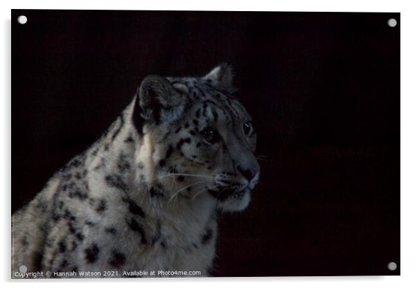 Snow Leopard 1 Acrylic by Hannah Watson