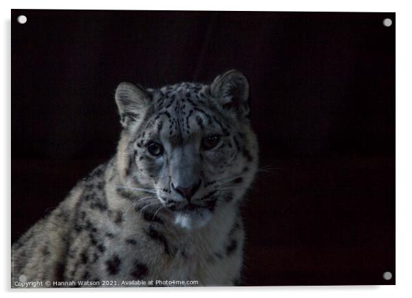 Snow Leopard 2 Acrylic by Hannah Watson