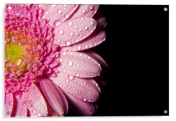 wet petals Acrylic by Eddie Howland