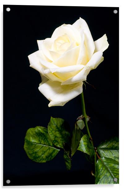 white rose Acrylic by Eddie Howland