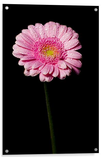 pink Acrylic by Eddie Howland