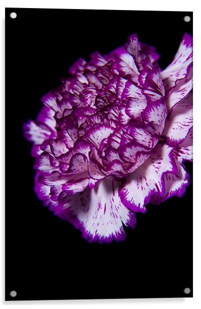carnation Acrylic by Eddie Howland