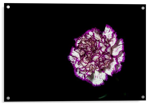 simple carnation Acrylic by Eddie Howland
