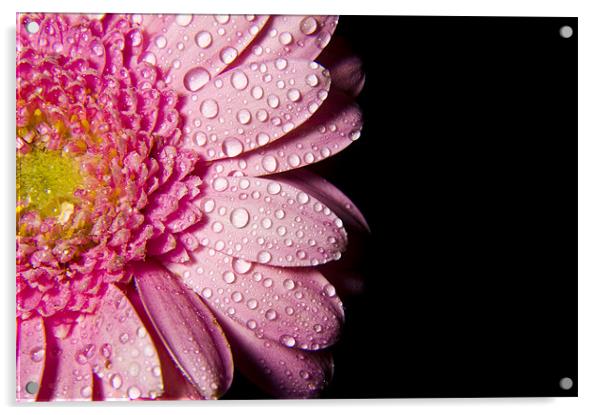 Pink Petals Acrylic by Eddie Howland