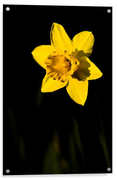 Daff Acrylic by Eddie Howland