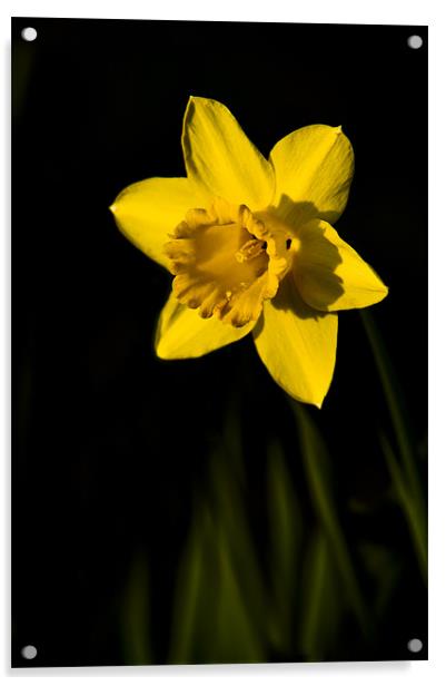 Daffodil Acrylic by Eddie Howland