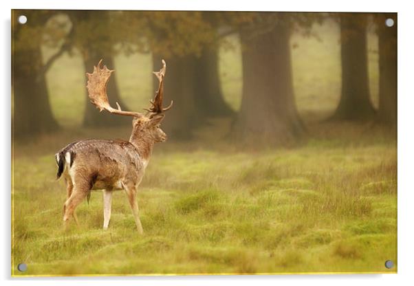 Sussex Deer Acrylic by Eddie Howland