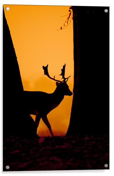 Deer Silouette Acrylic by Eddie Howland