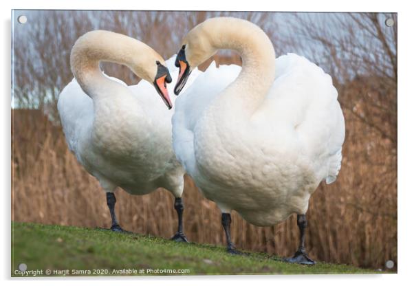 Swan Duo Acrylic by Harjit Samra