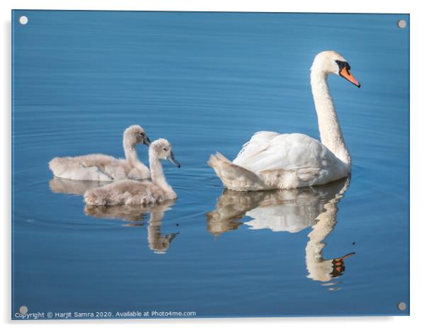 Blue Swan Acrylic by Harjit Samra