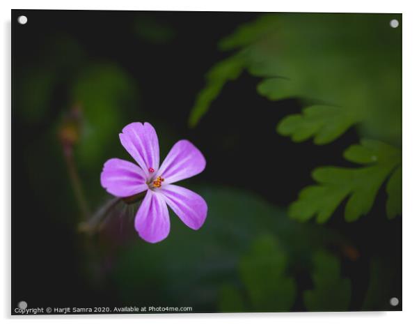 Purple Flower Acrylic by Harjit Samra