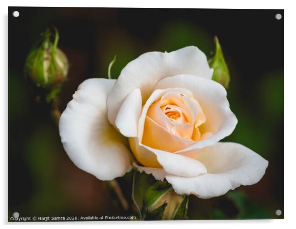 The Rose Acrylic by Harjit Samra