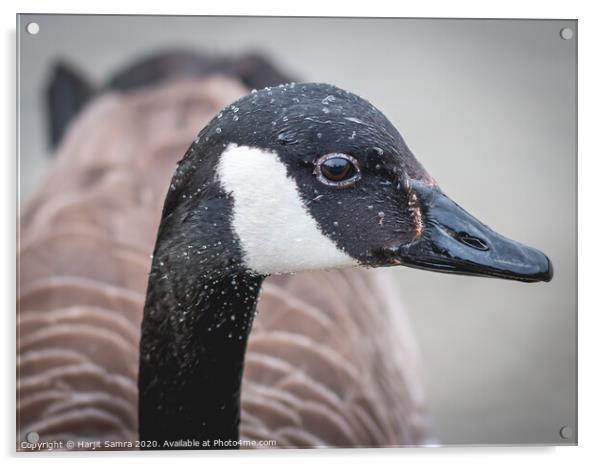 Canadian Goose Acrylic by Harjit Samra