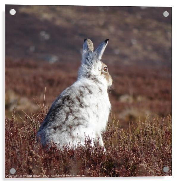 Mountain Hare in heather Acrylic by Thelma Blewitt
