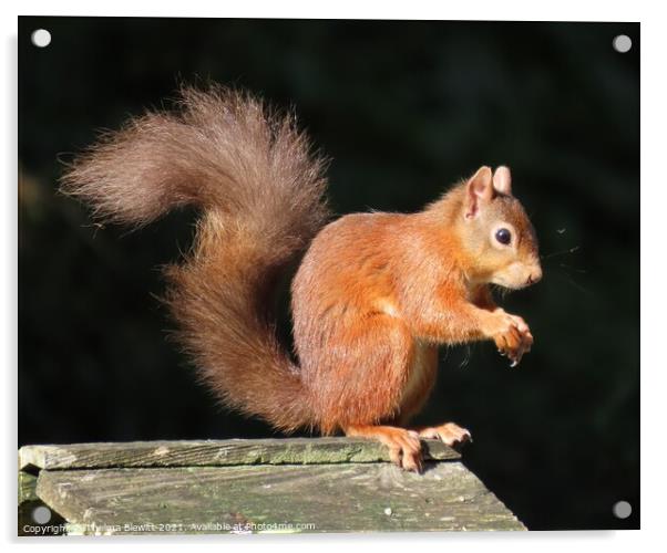 Red squirrel posing Acrylic by Thelma Blewitt