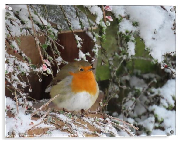 Wintry robin Acrylic by Thelma Blewitt