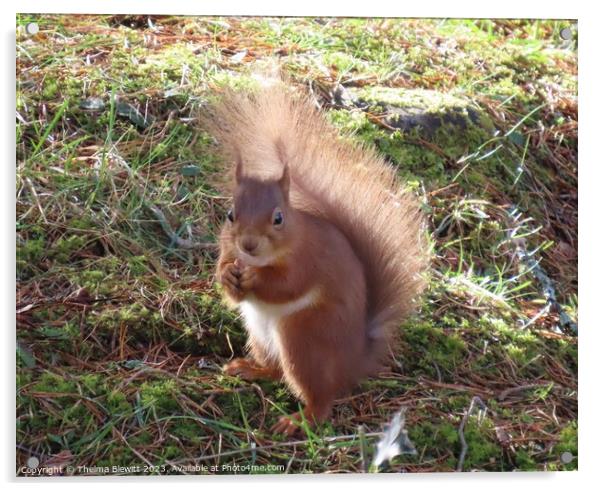 Red Squirrel in the sunshine Acrylic by Thelma Blewitt