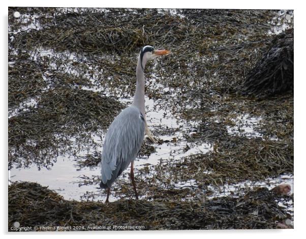 Fishing heron Acrylic by Thelma Blewitt