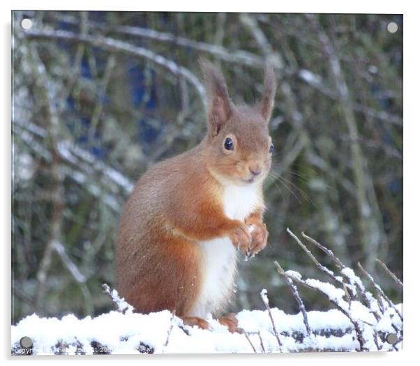 Red Squirrel in Winter Acrylic by Thelma Blewitt