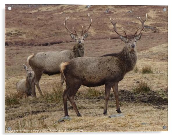 Monarchs of the Glen at Laggan Acrylic by Thelma Blewitt