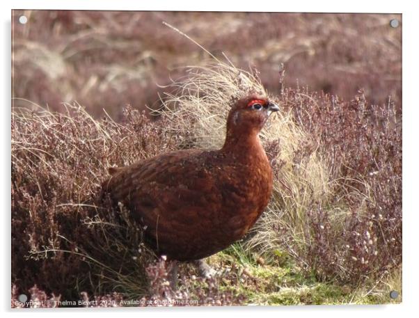 Red Grouse in Heather Acrylic by Thelma Blewitt
