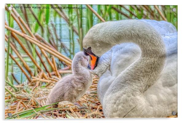 HDR Shot of a Swan and single Cygnet Acrylic by Helkoryo Photography