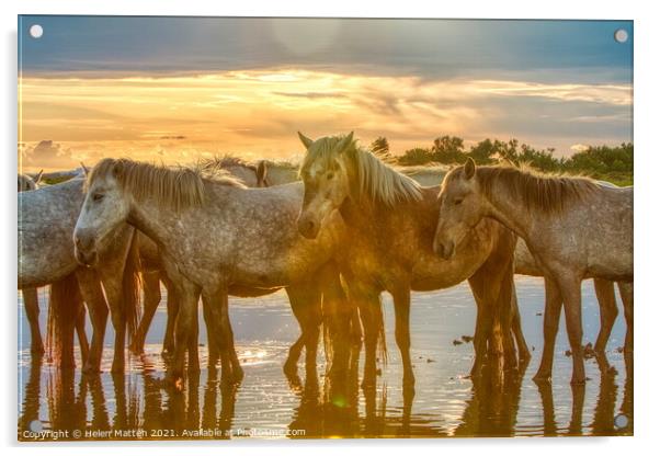 Camargue horses Resting in the Summer Heat Acrylic by Helkoryo Photography