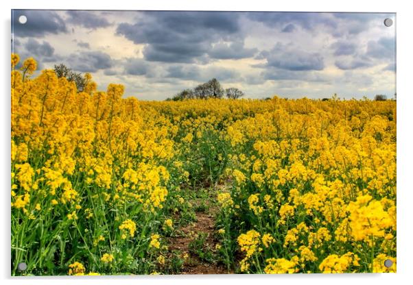 Fawsley Rapeseed Fields with an  Angry Sky Acrylic by Helkoryo Photography