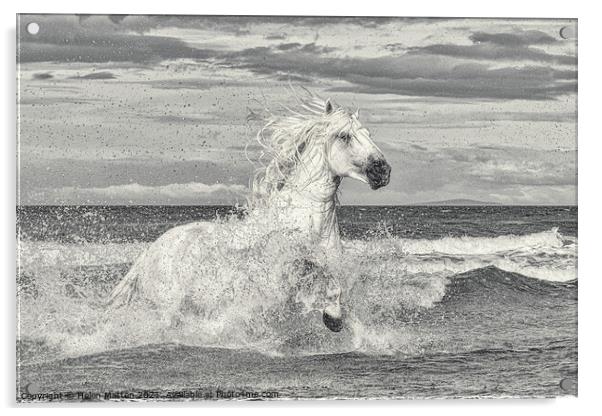 White Stallion in the Sea Acrylic by Helkoryo Photography