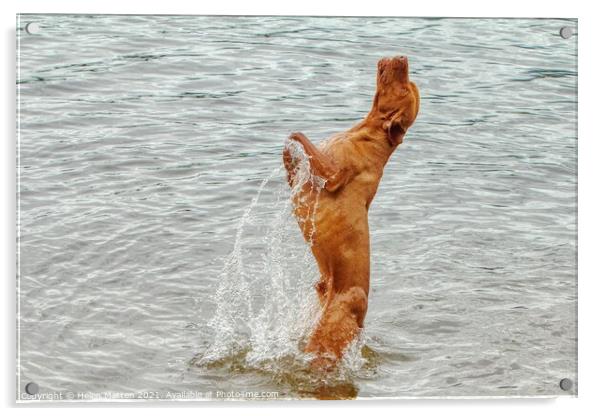  Vizsla dog The leap Wischler Acrylic by Helkoryo Photography