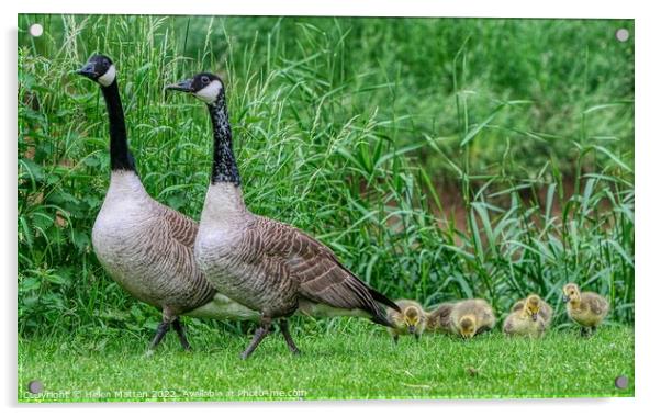 Canadian Goose Family Parade 1 Acrylic by Helkoryo Photography