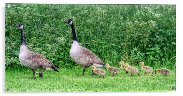 Canadian Goose Family Parade 2 Acrylic by Helkoryo Photography