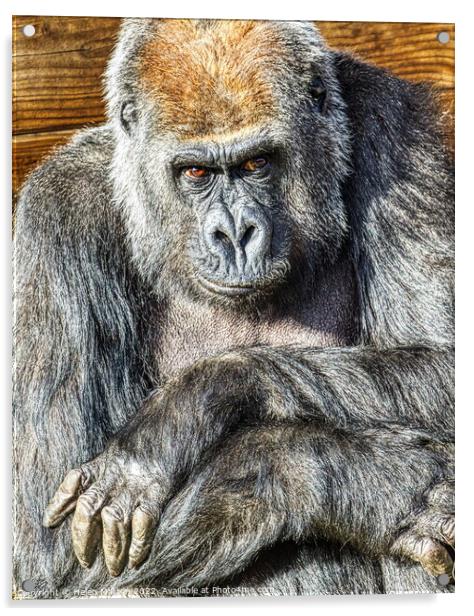 Sad Gorilla Portrait Arms crossed Acrylic by Helkoryo Photography