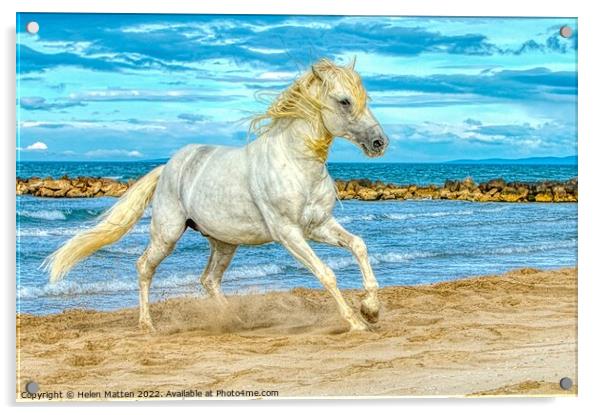 Camargue white stallion HDR Acrylic by Helkoryo Photography