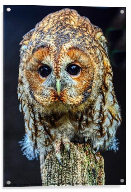 Tawny Owl Portrait Acrylic by Helkoryo Photography
