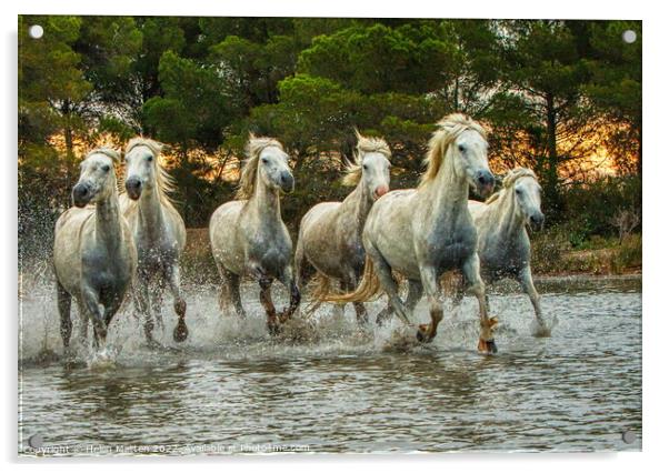 Wild White Horses in Marshes HDR Sunset Acrylic by Helkoryo Photography