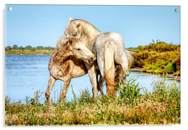 Two young stallions playing 1 Acrylic by Helkoryo Photography