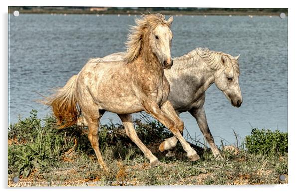 Two young stallions playing 2 Acrylic by Helkoryo Photography