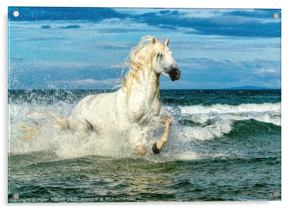 White Camargue Stallion in the sea 3 Acrylic by Helkoryo Photography