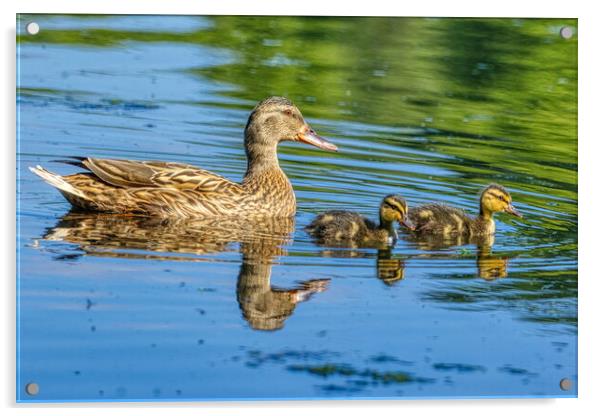 A Mothers Love Acrylic by Helkoryo Photography