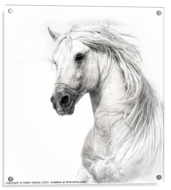 Majestic Camargue Stallion Acrylic by Helkoryo Photography