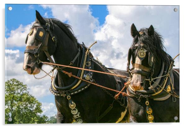 Shire Horses working together Acrylic by Helkoryo Photography