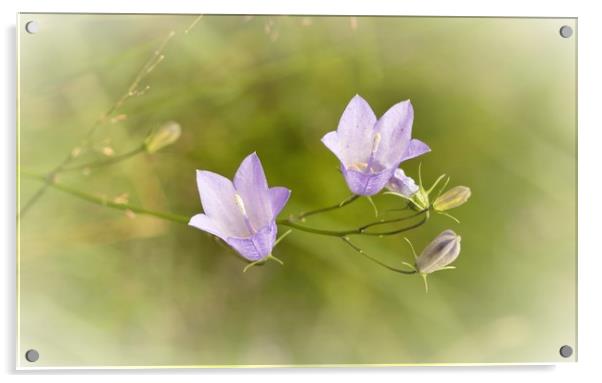 Wild Harebell (Campanula rotundifolia) Acrylic by Helkoryo Photography