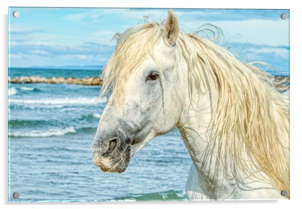 Camargue Stallion Portrait 2 Acrylic by Helkoryo Photography
