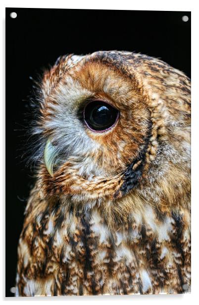 Tawny Owl 4 Acrylic by Helkoryo Photography