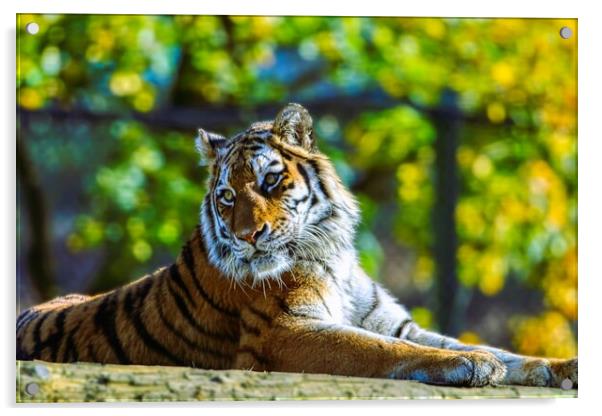 Siberian Tiger resting on a log 2 Acrylic by Helkoryo Photography