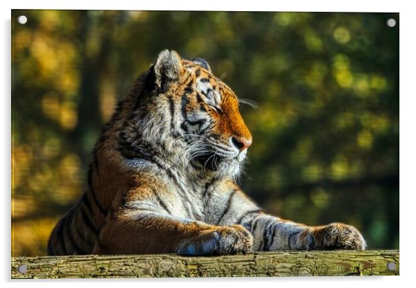 Siberian Tiger resting on a log 3 Acrylic by Helkoryo Photography
