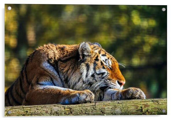 Siberian Tiger resting on a log 4 Acrylic by Helkoryo Photography